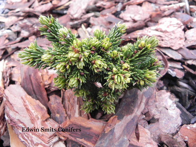 Picea rubens 'Little Ariel'